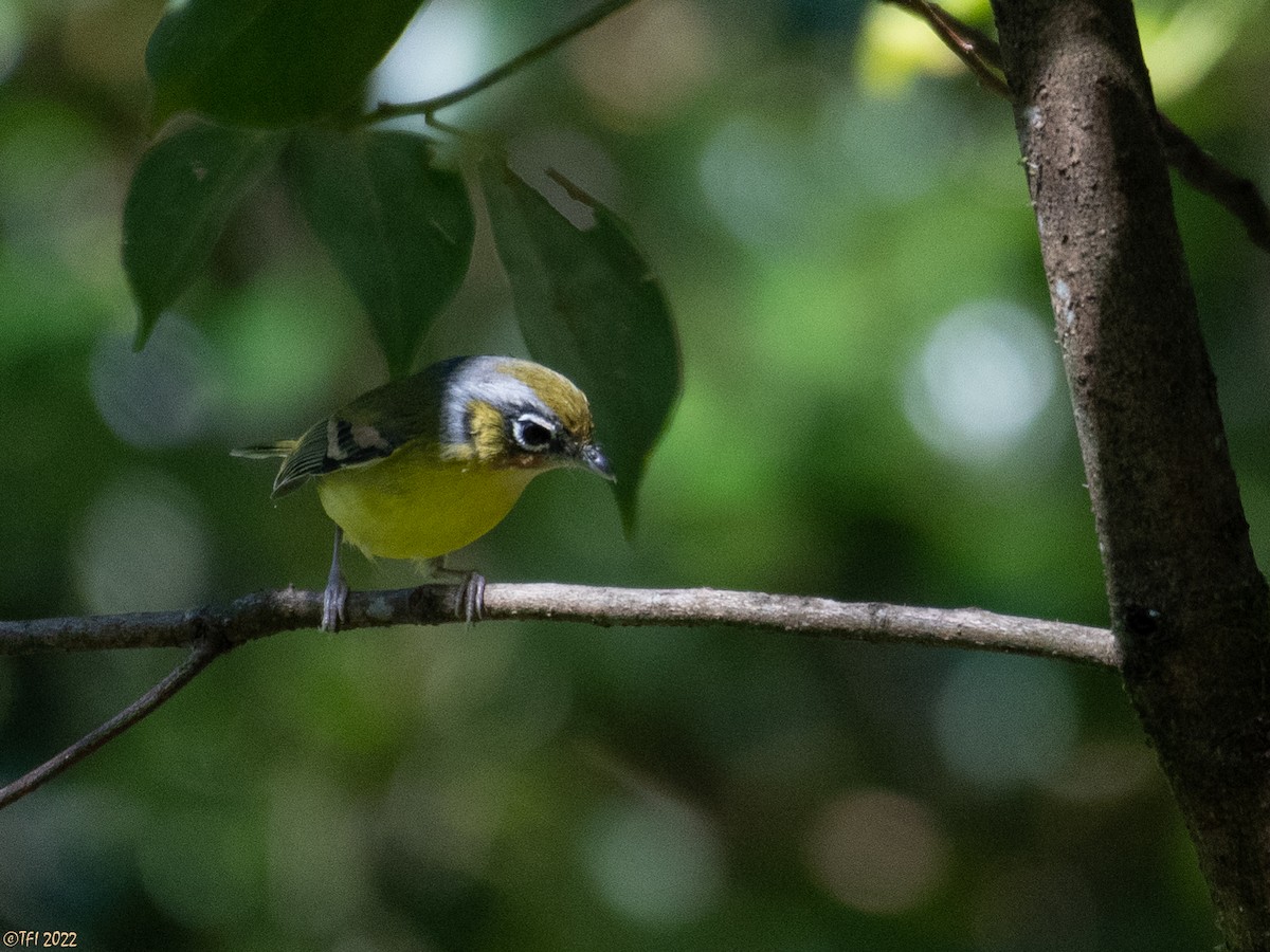 Black-eared Shrike-Babbler - ML511168421