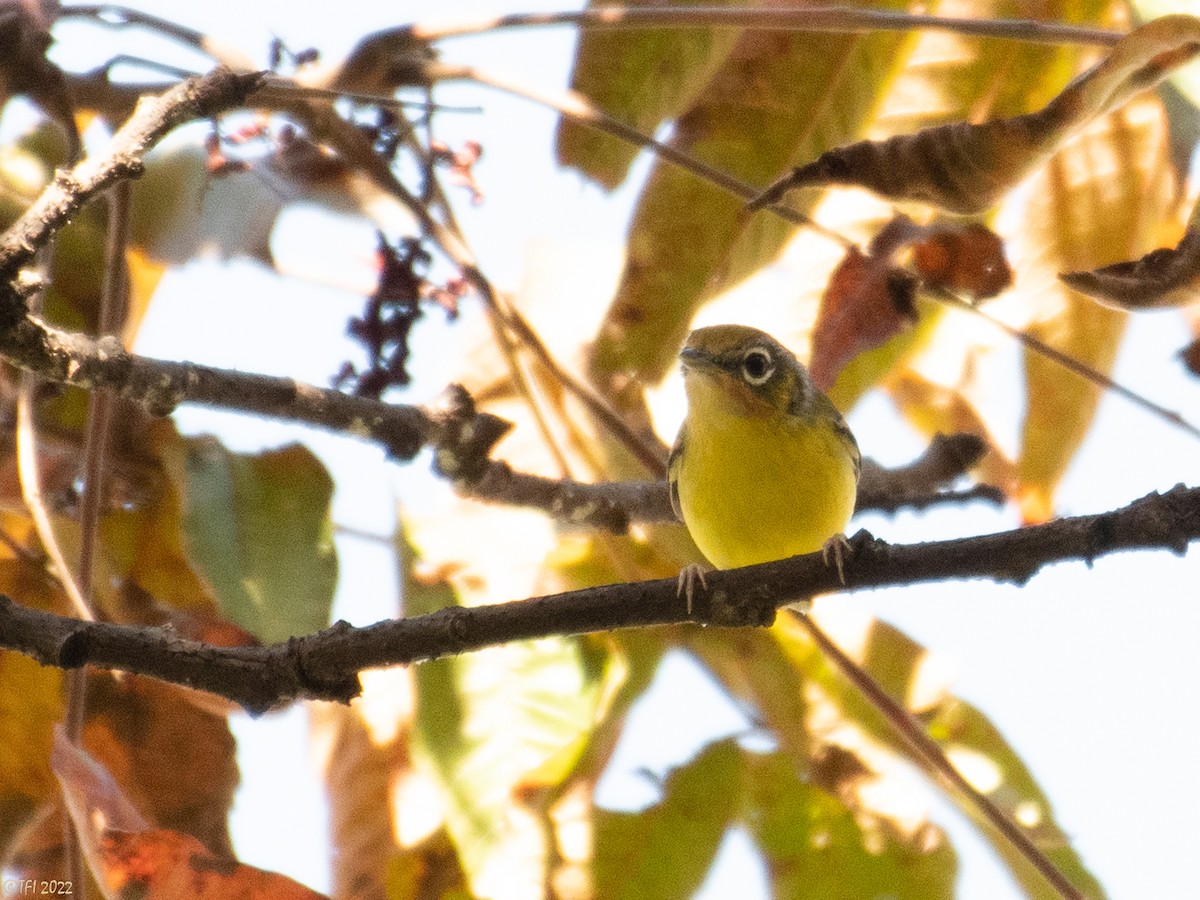 Black-eared Shrike-Babbler - ML511168521