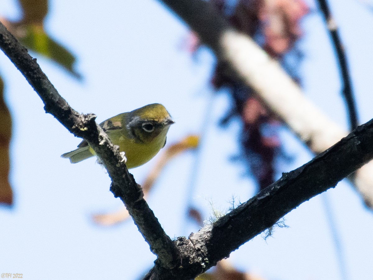 Black-eared Shrike-Babbler - ML511168551