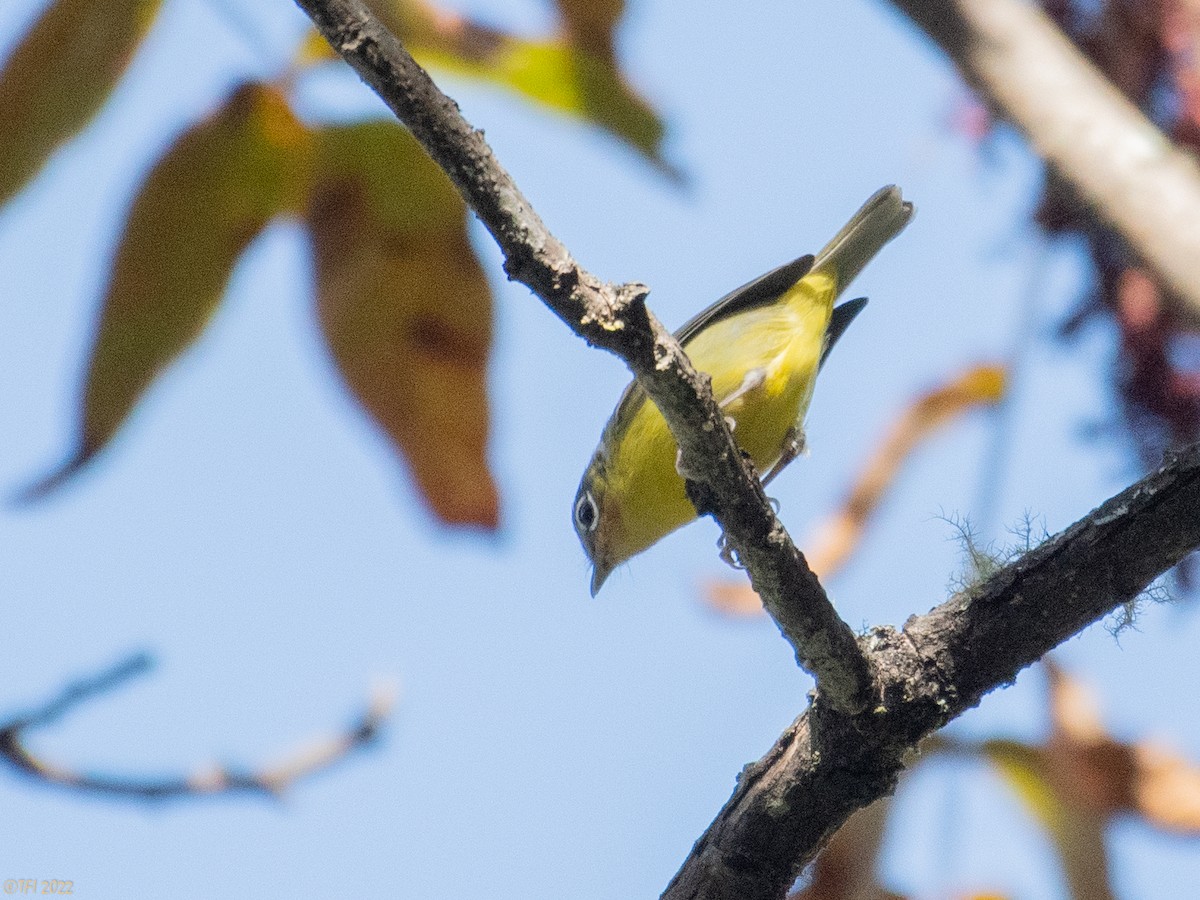 Black-eared Shrike-Babbler - ML511168561