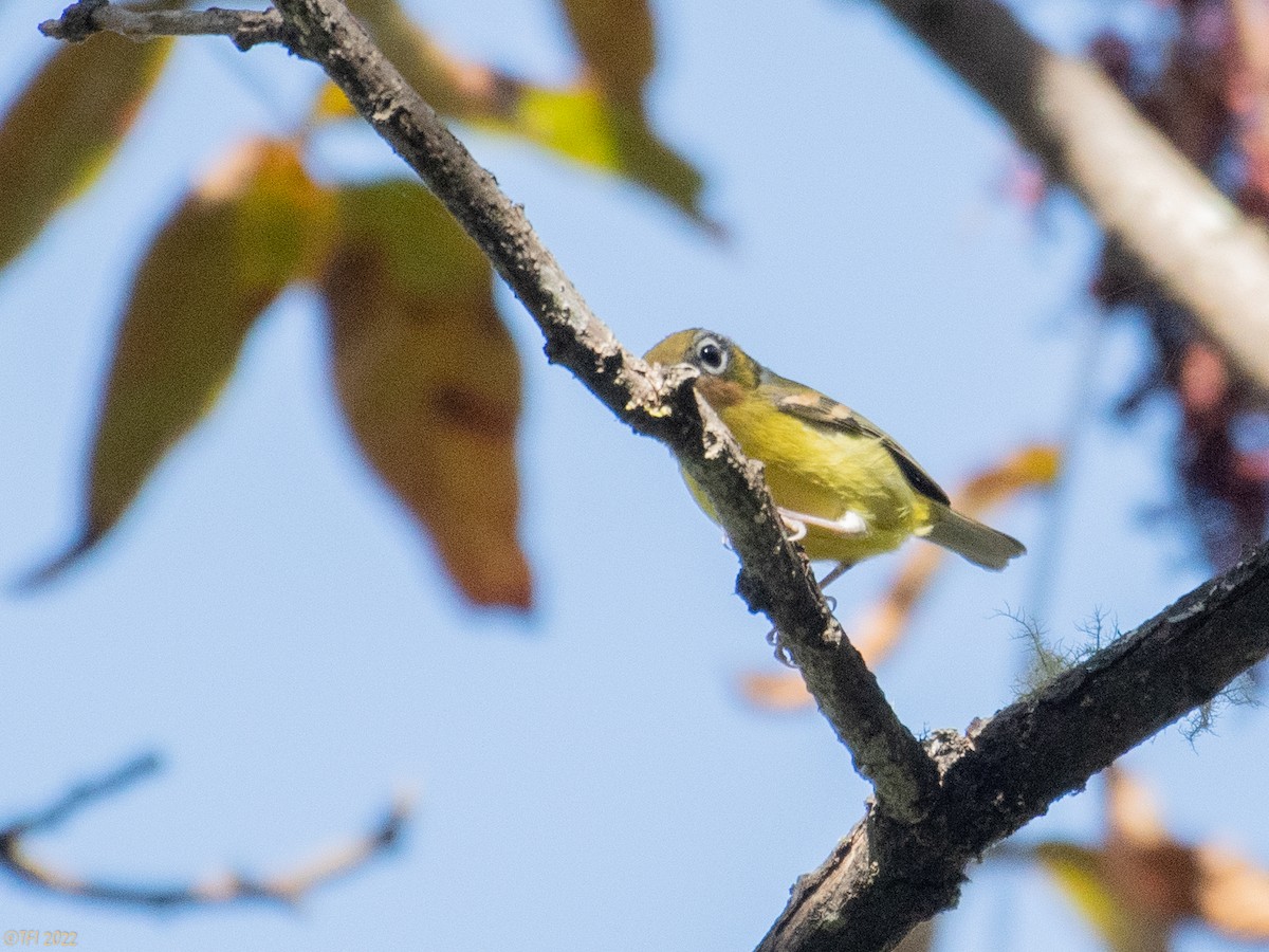 Black-eared Shrike-Babbler - ML511168571