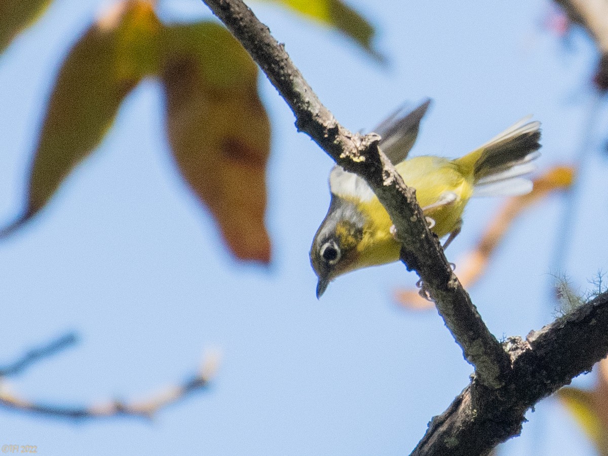 Black-eared Shrike-Babbler - ML511168581