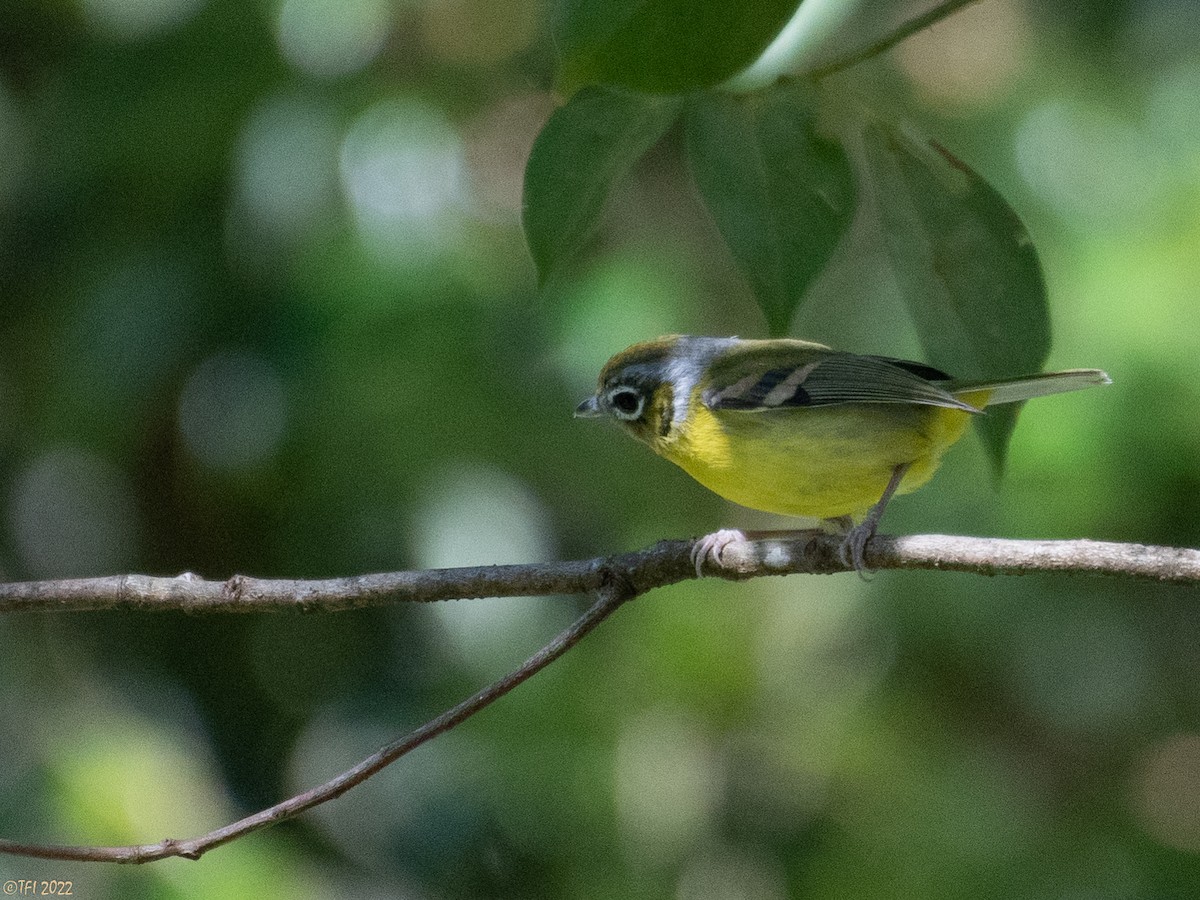 Black-eared Shrike-Babbler - ML511168591
