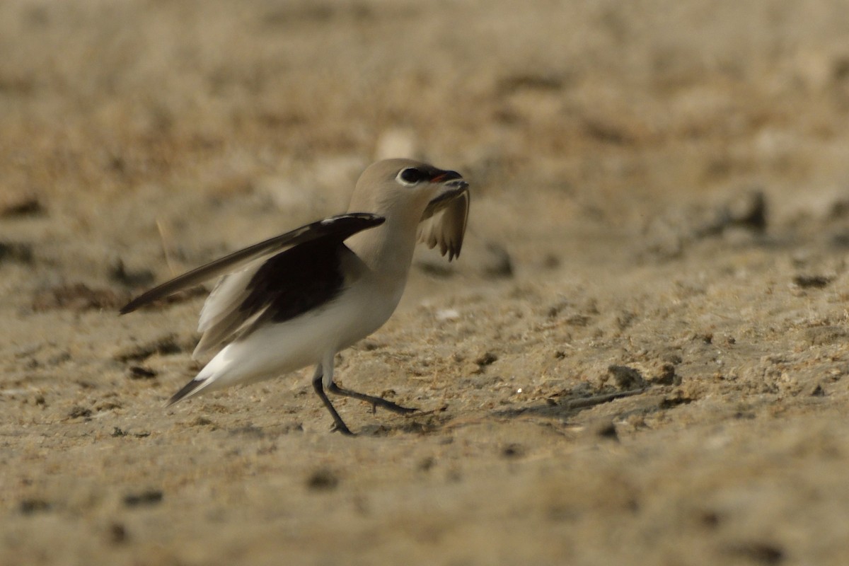 Small Pratincole - ML511170151