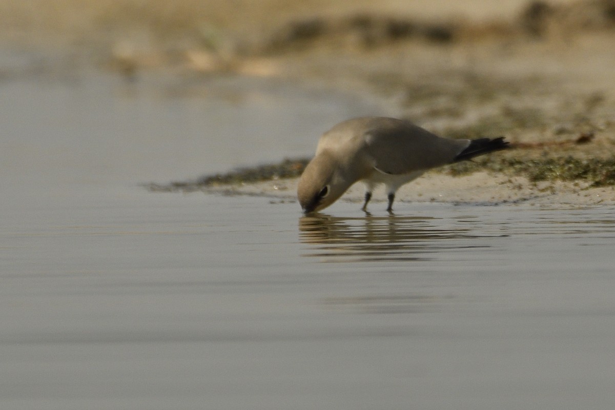 Small Pratincole - ML511170161