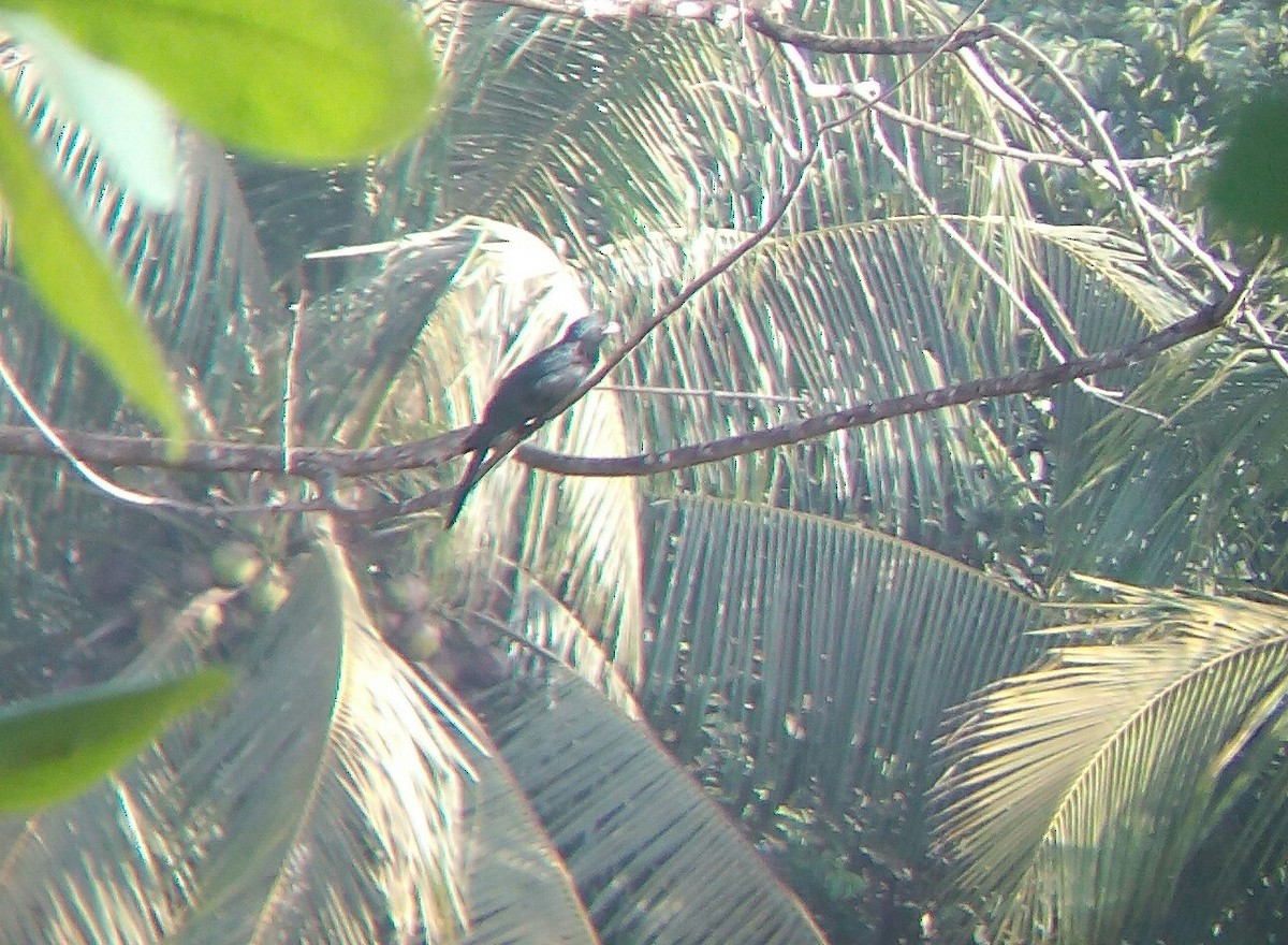 Asian Koel - ML51117101