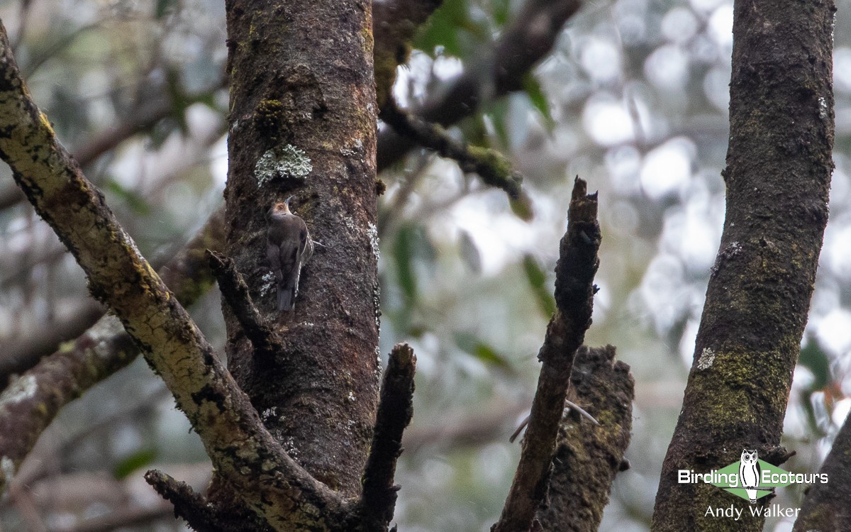 Red-browed Treecreeper - ML511171311