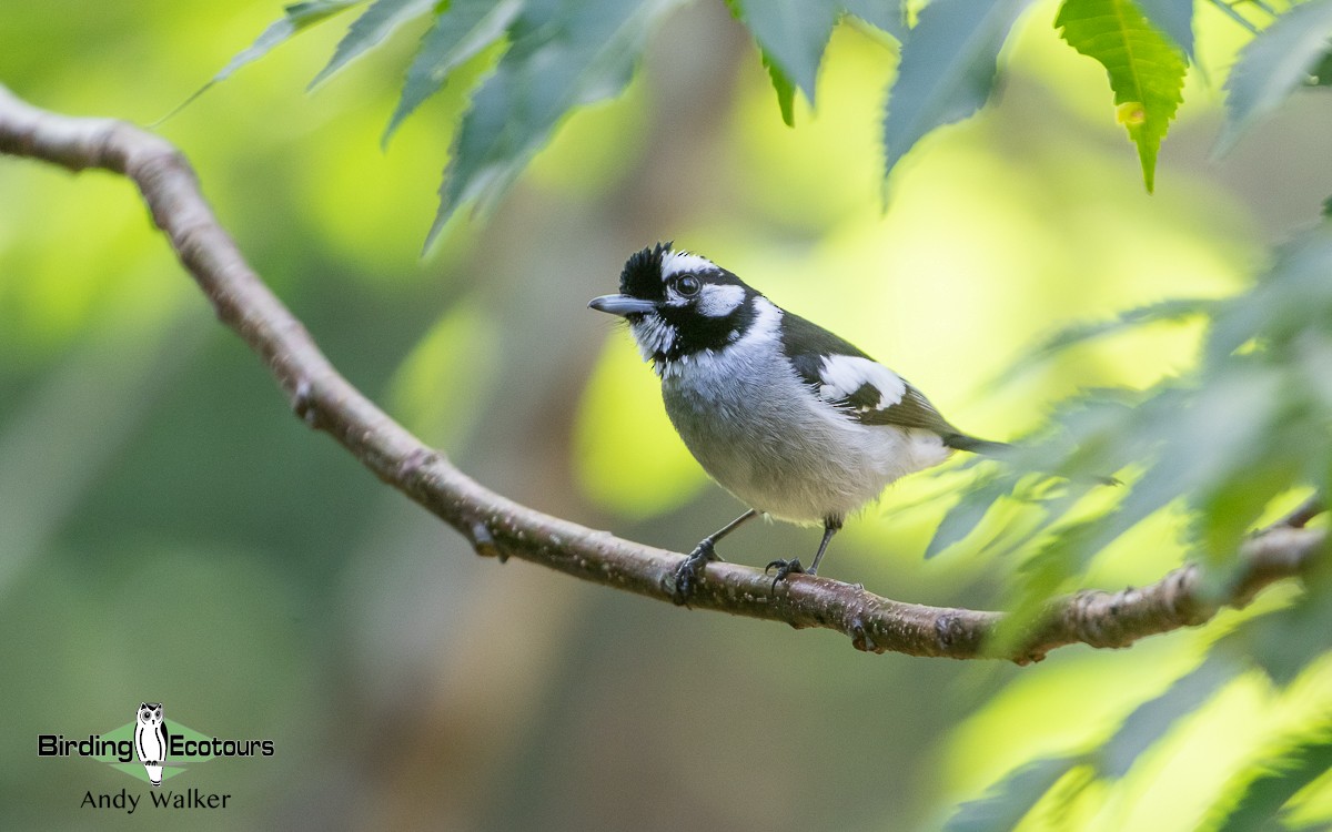 White-eared Monarch - Andy Walker - Birding Ecotours