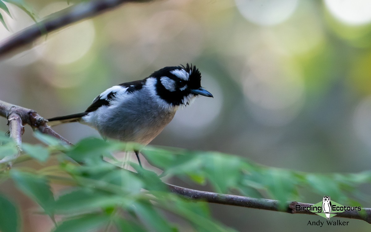 White-eared Monarch - Andy Walker - Birding Ecotours