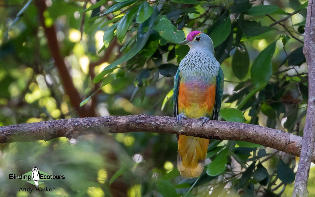 Rose-crowned Fruit-Dove - Andy Walker - Birding Ecotours