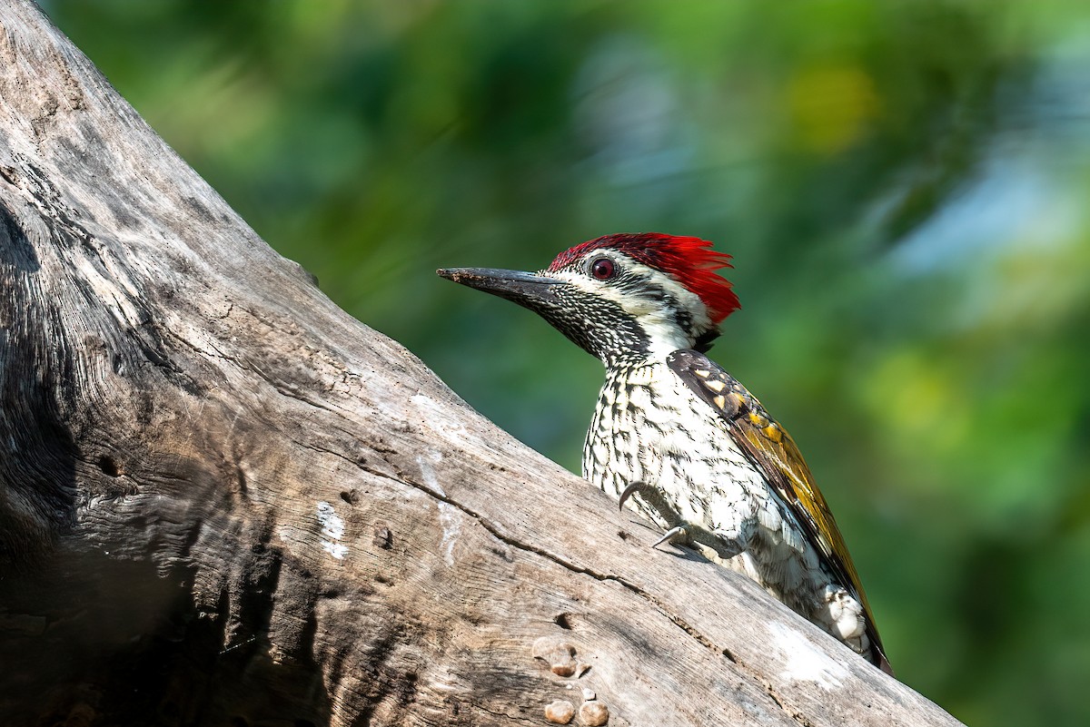 Black-rumped Flameback - ML511174471