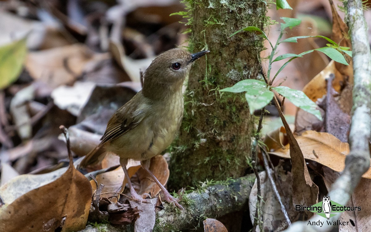 Atherton Scrubwren - ML511175691