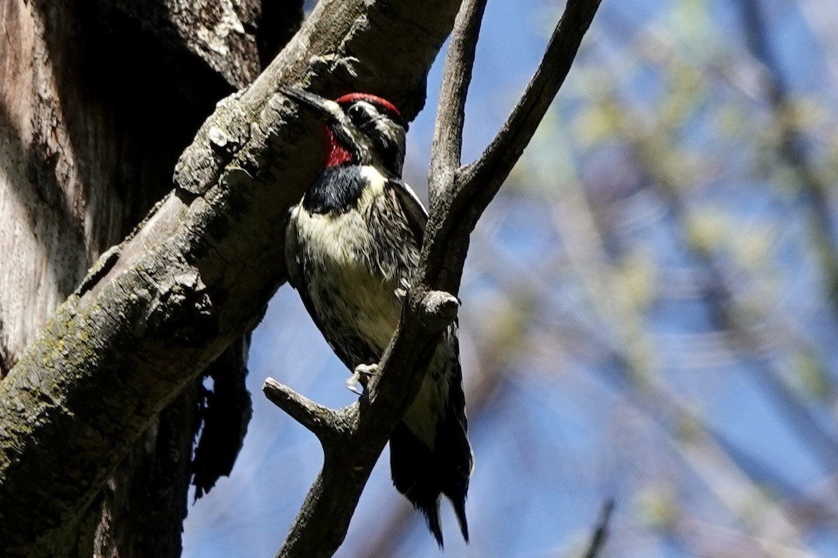 Yellow-bellied Sapsucker - Marilyn Ohler