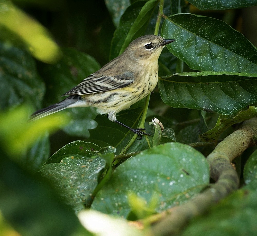 Yellow-rumped Warbler - ML511179391