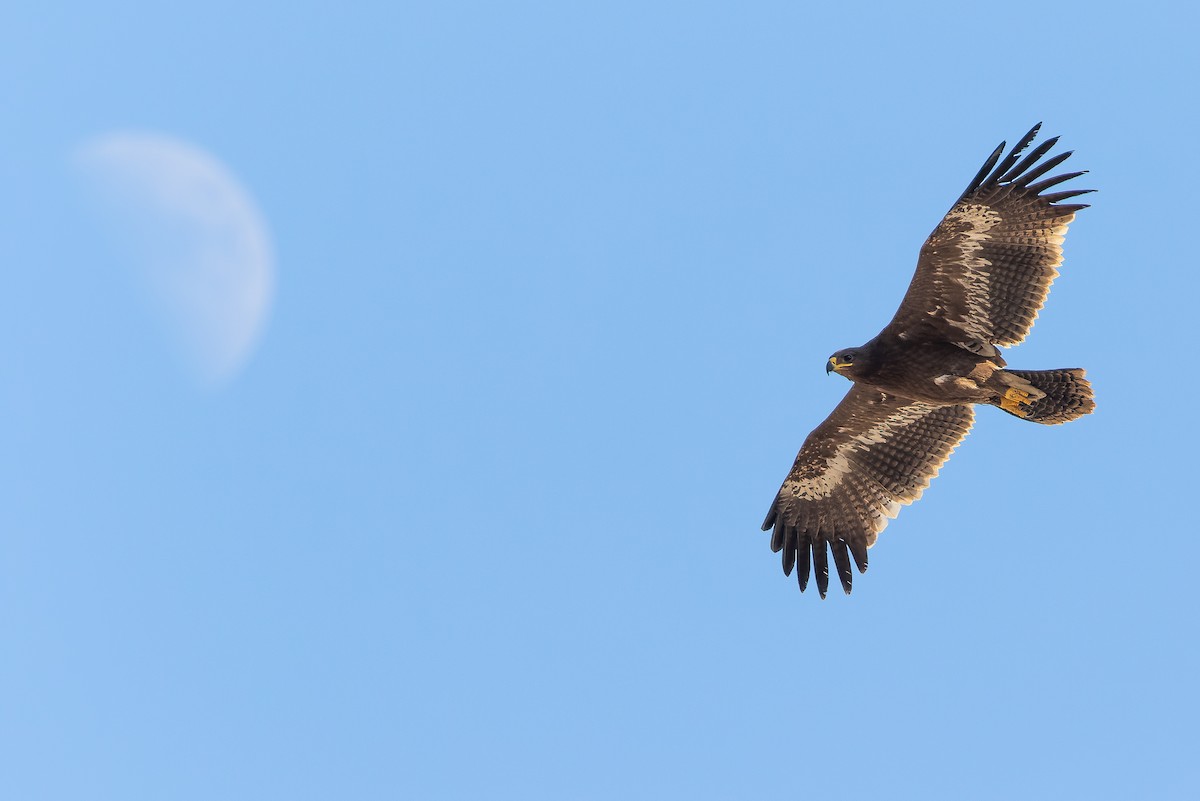 Steppe Eagle - Joachim Bertrands