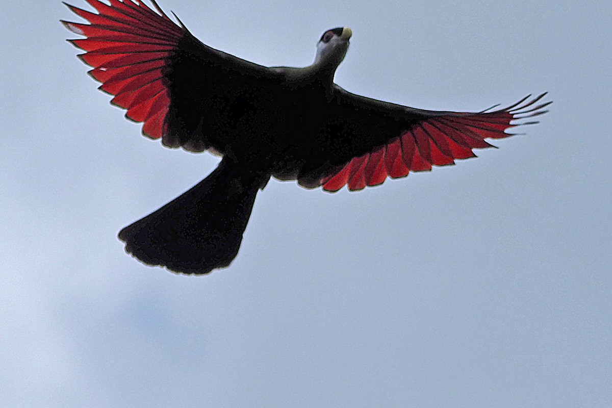 White-crested Turaco - ML511179961