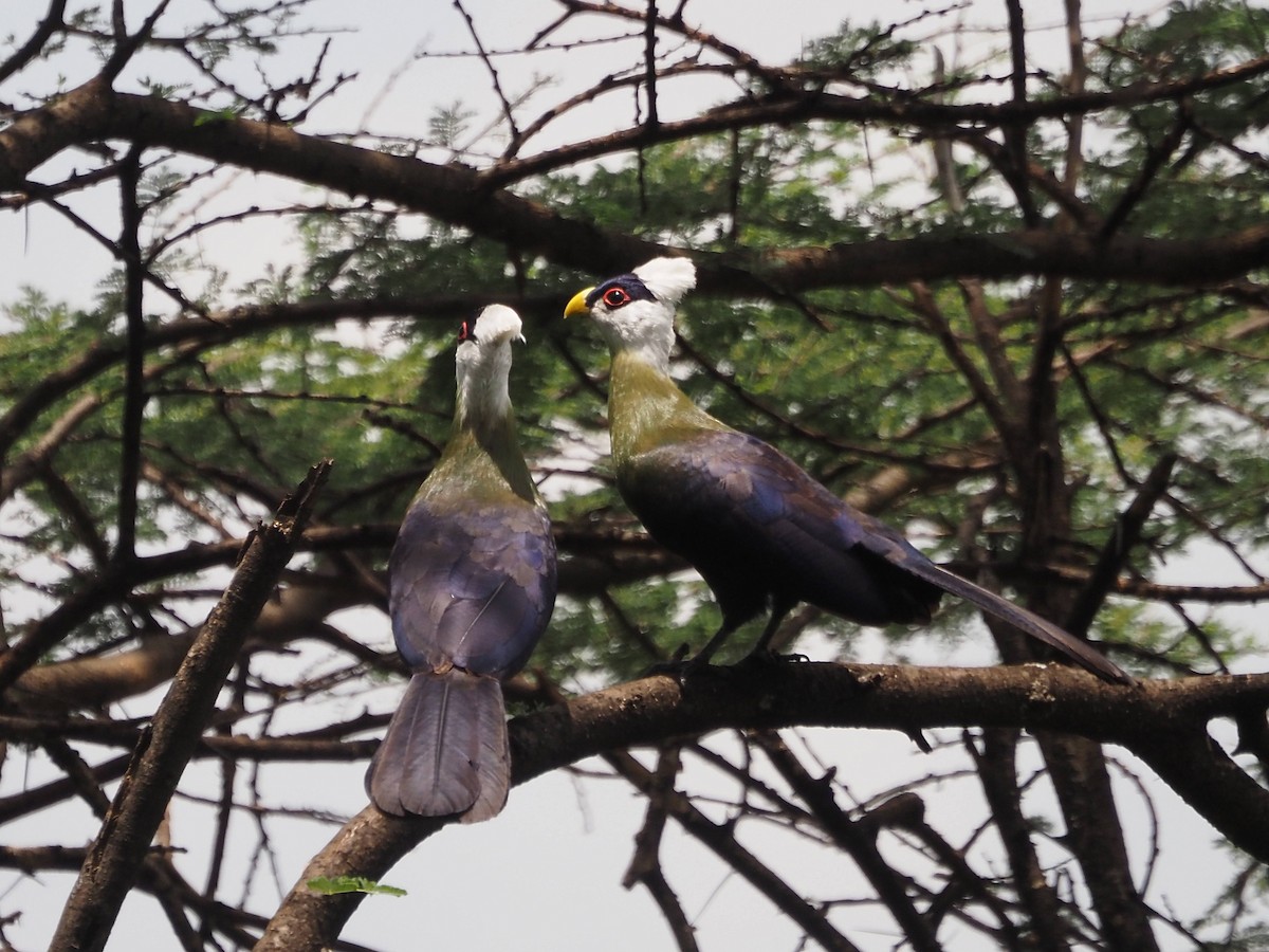 White-crested Turaco - ML511179971