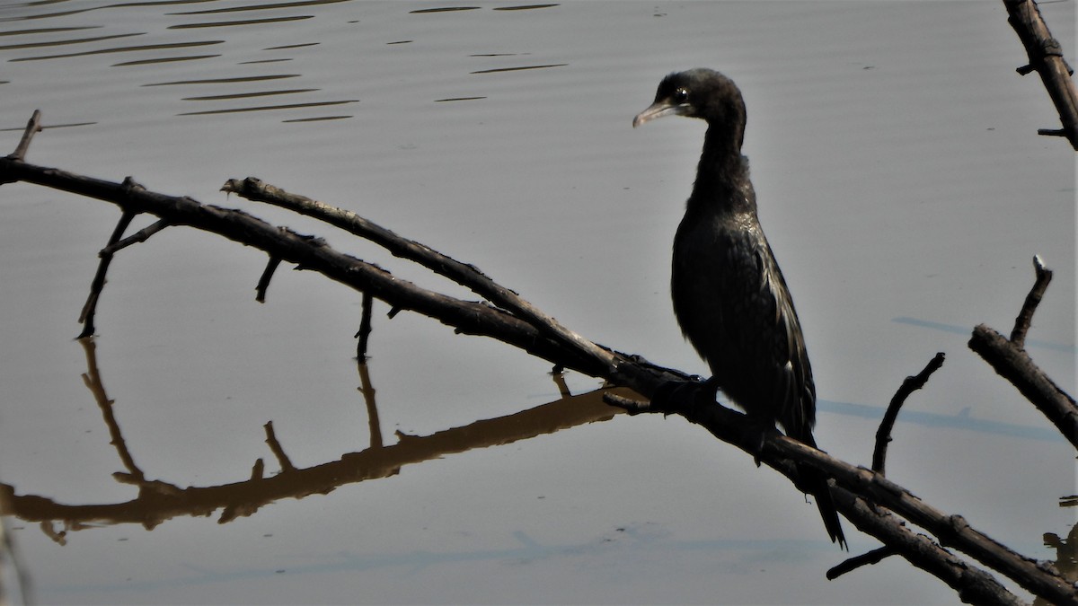 Cormorán de Java - ML511181101