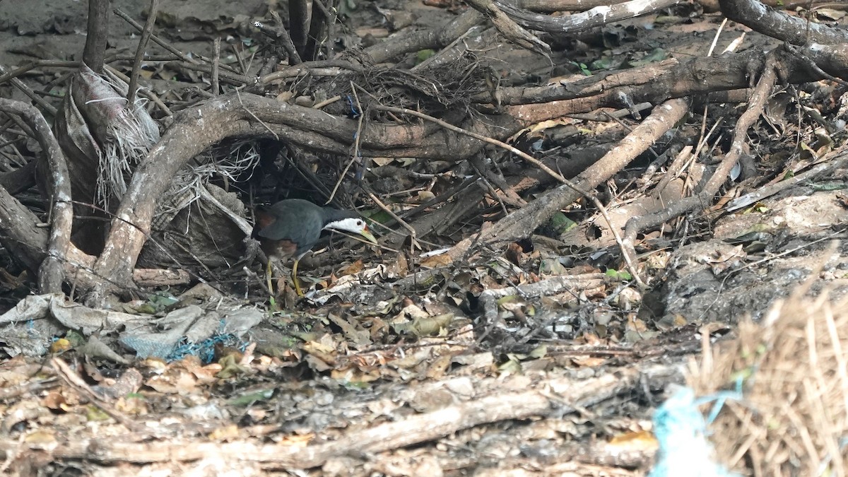 White-breasted Waterhen - ML511181131