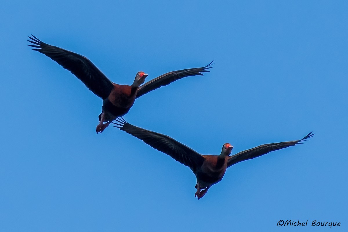 Black-bellied Whistling-Duck - ML511181601