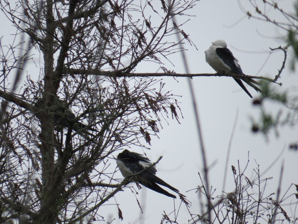 Swallow-tailed Kite - ML51118161