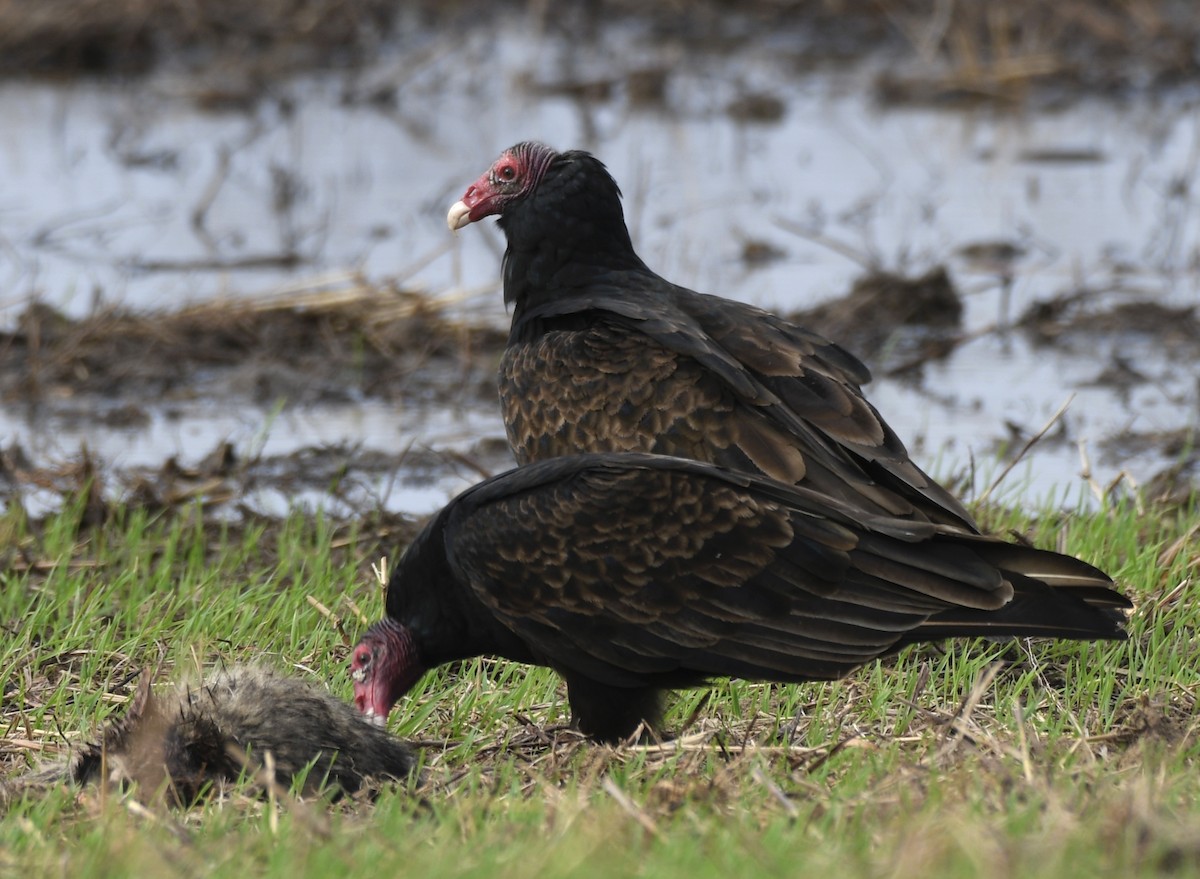 Turkey Vulture - ML511182141