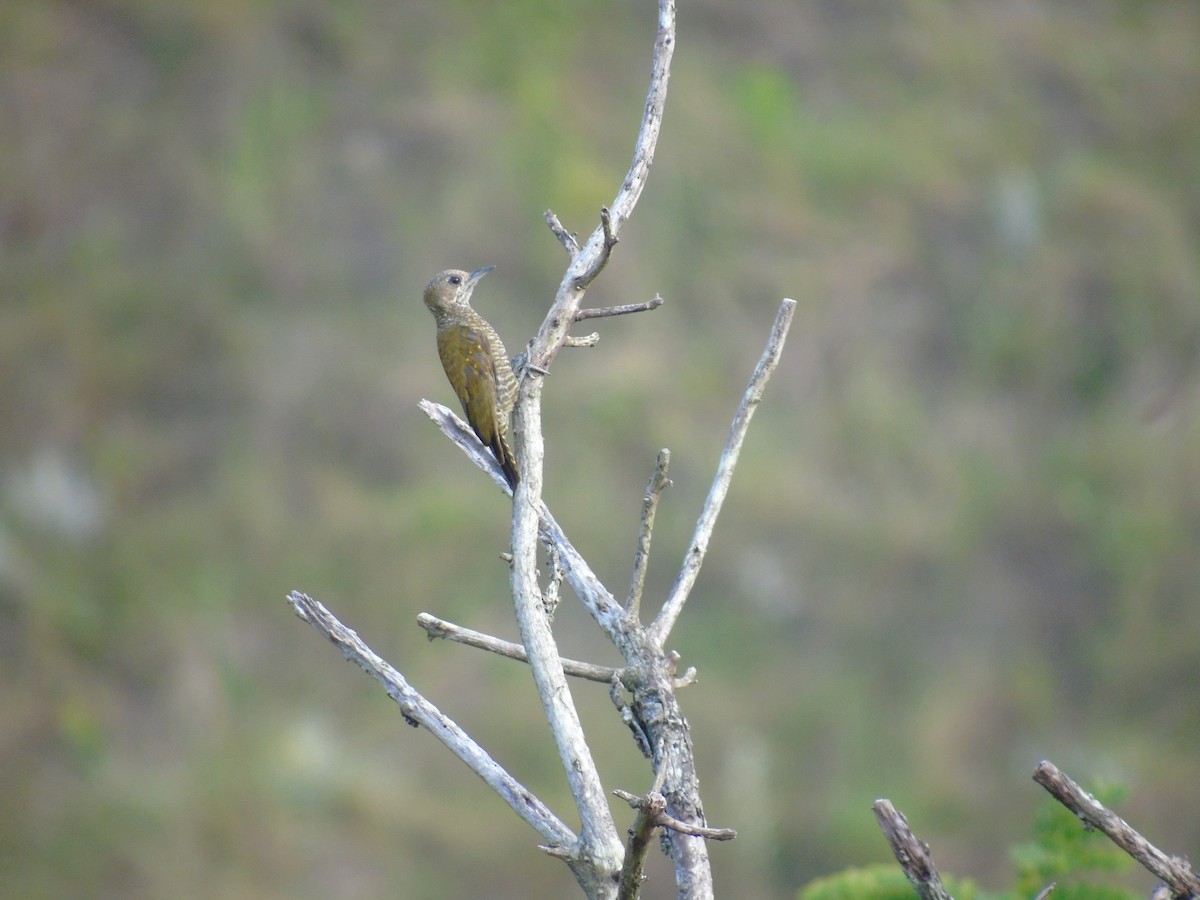 Little Woodpecker - ML511182451