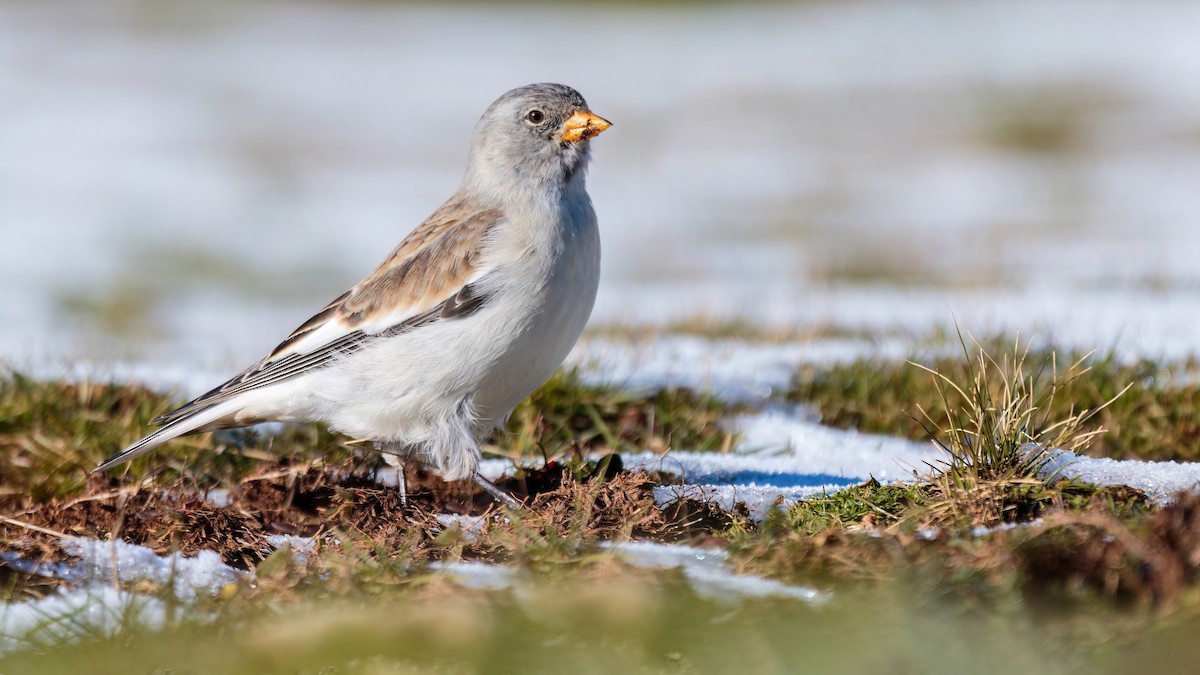 White-winged Snowfinch - ML511183431