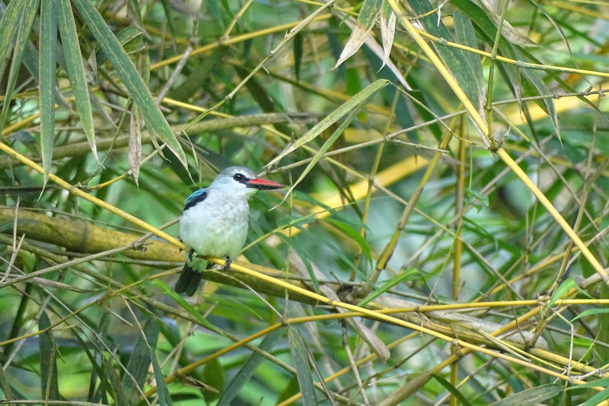 Woodland Kingfisher - ML511183611