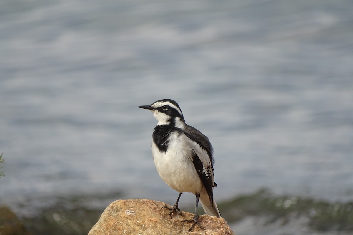 African Pied Wagtail - ML511183691