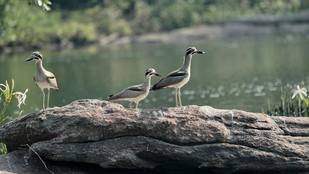 Great Thick-knee - ML511184411