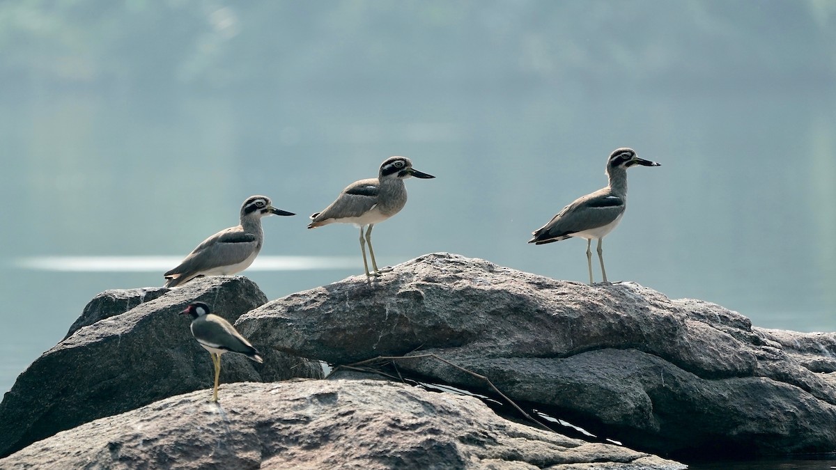 Great Thick-knee - ML511184421