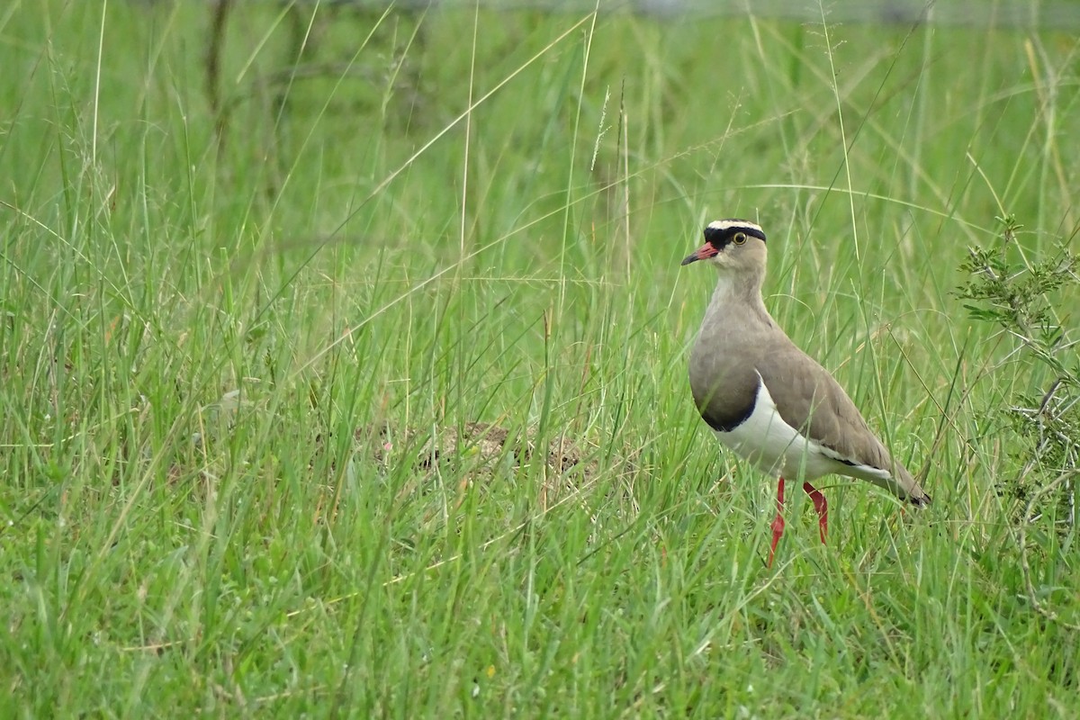 Crowned Lapwing - ML511184961