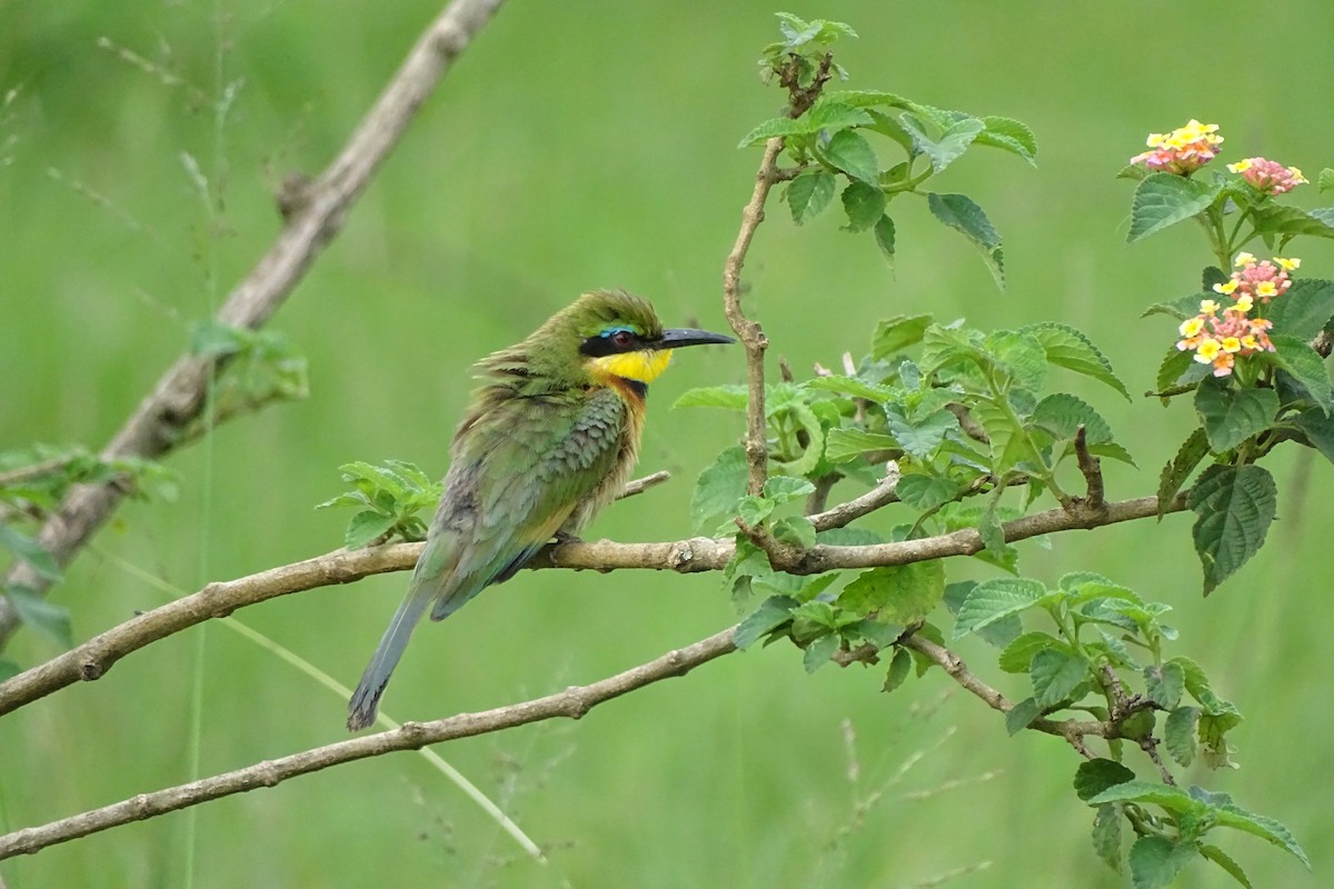 Little Bee-eater - ML511184981