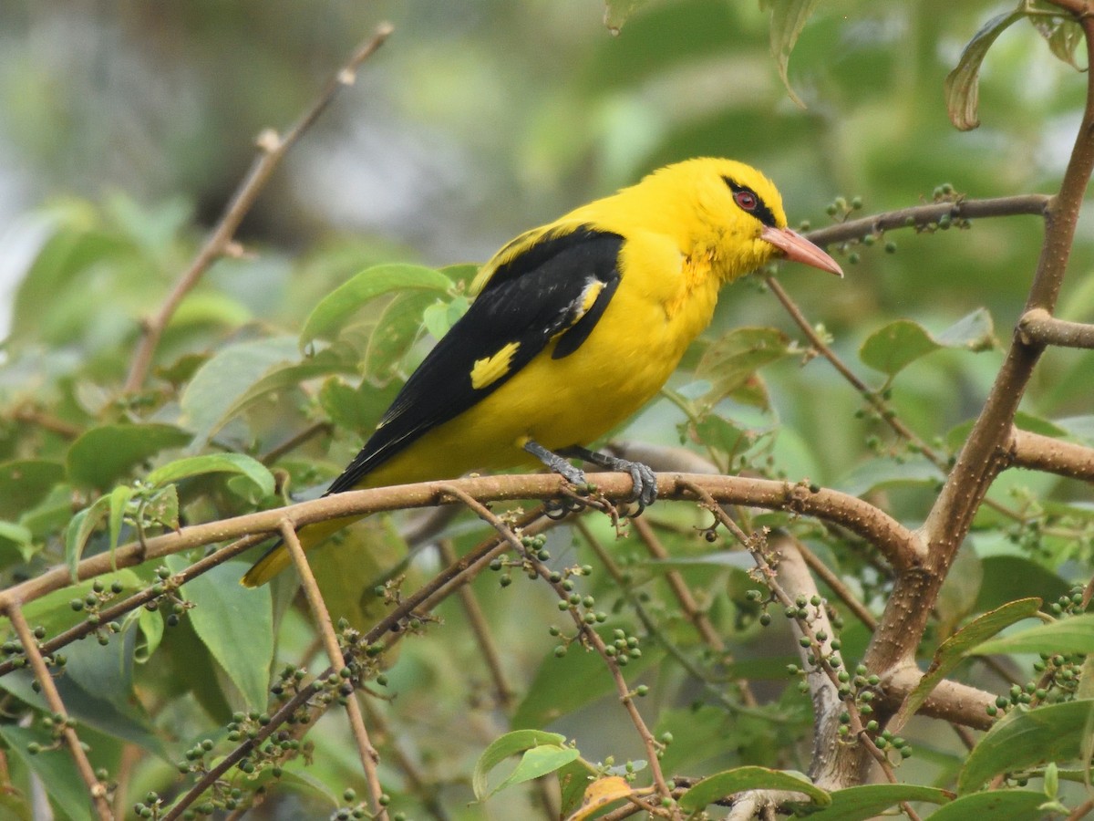 Indian Golden Oriole - Usha Viswanathan