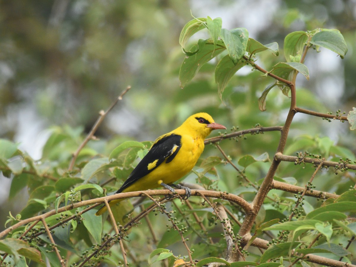 Indian Golden Oriole - ML511185511