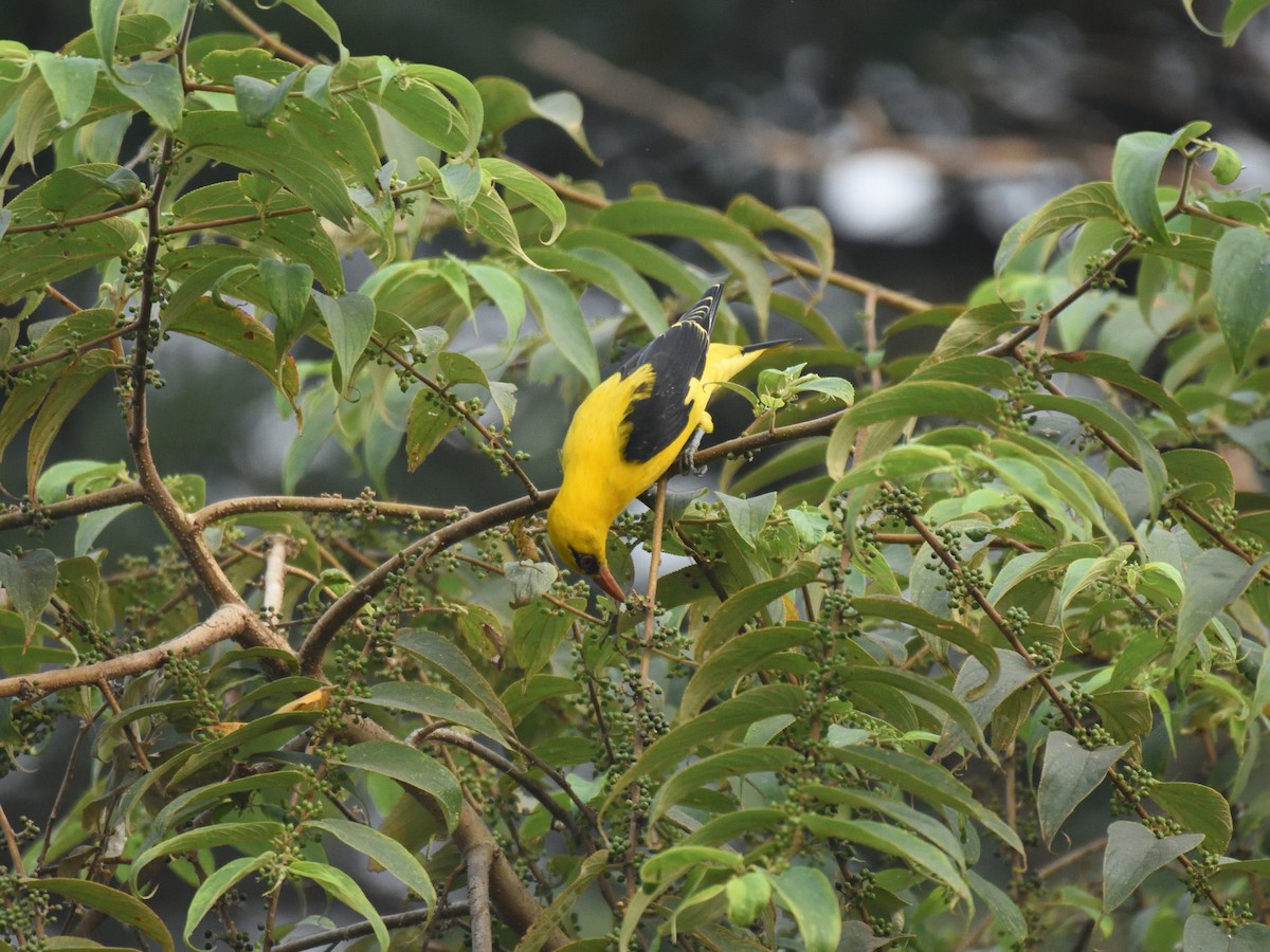 Indian Golden Oriole - ML511185521