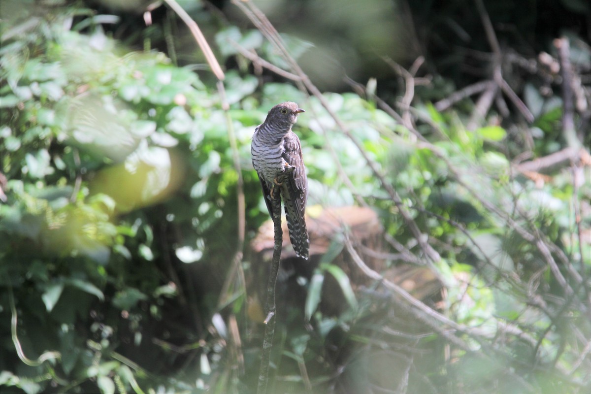 Oriental Cuckoo - ML511185571