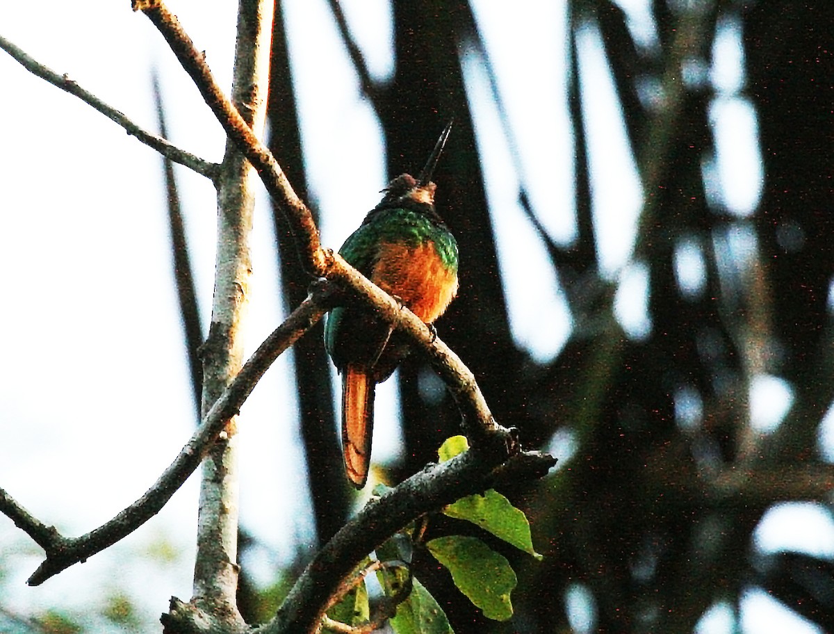 White-chinned Jacamar - ML511186491