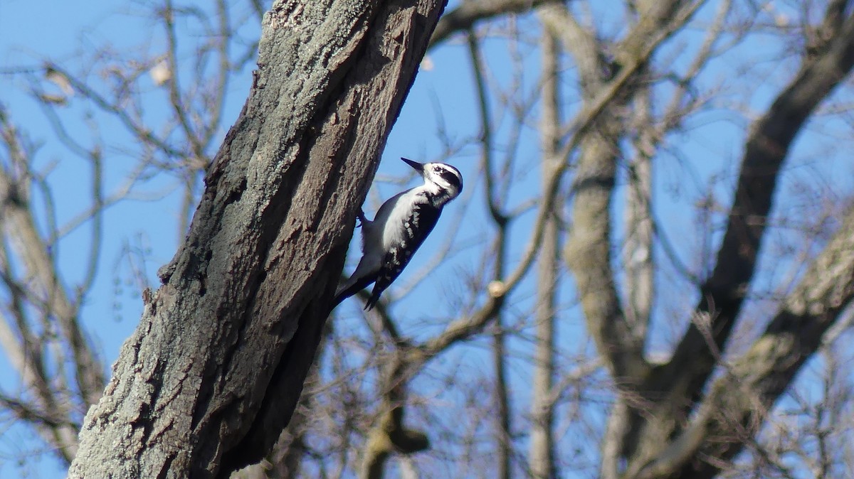 Hairy Woodpecker (Eastern) - ML511187941