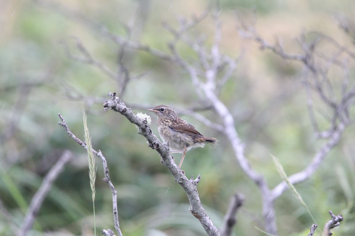 Siberian Rubythroat - ML511188511