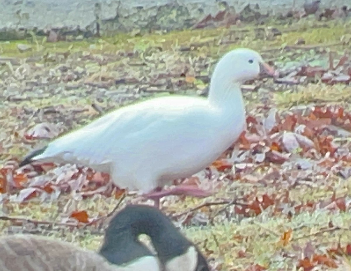 husa bělostná - ML511188831