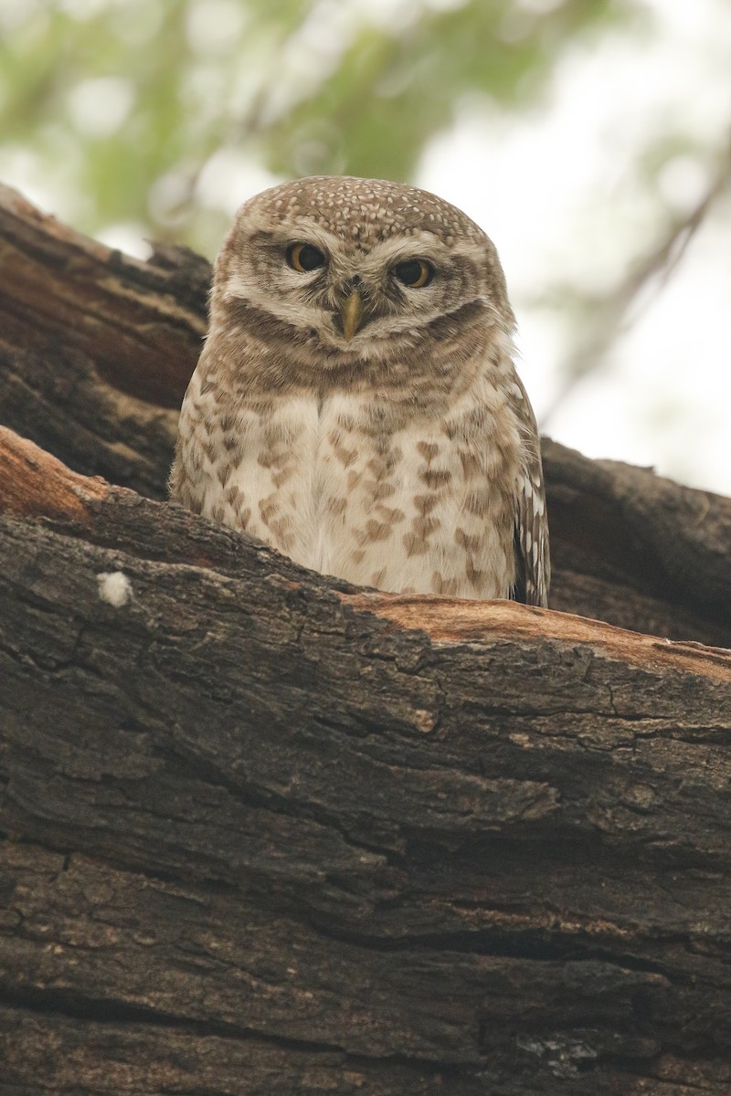 Spotted Owlet - Frank Thierfelder