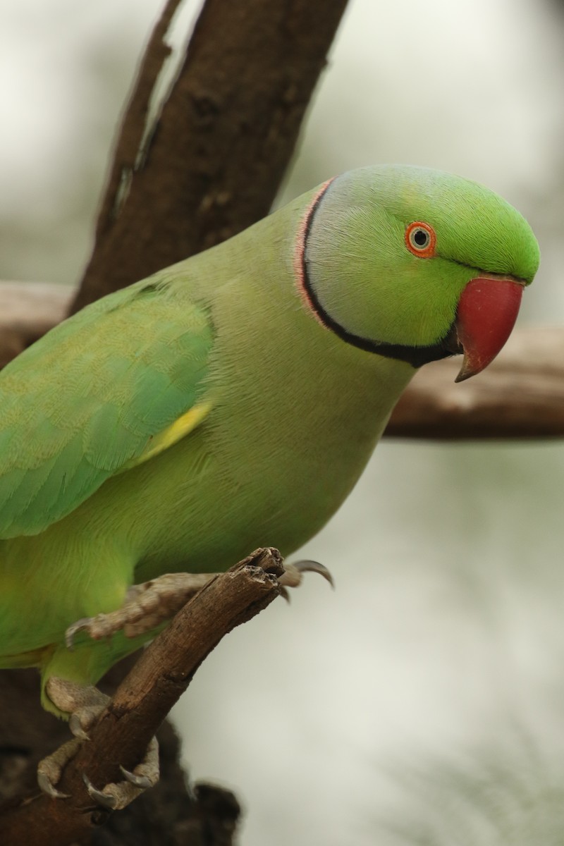 Rose-ringed Parakeet - Frank Thierfelder