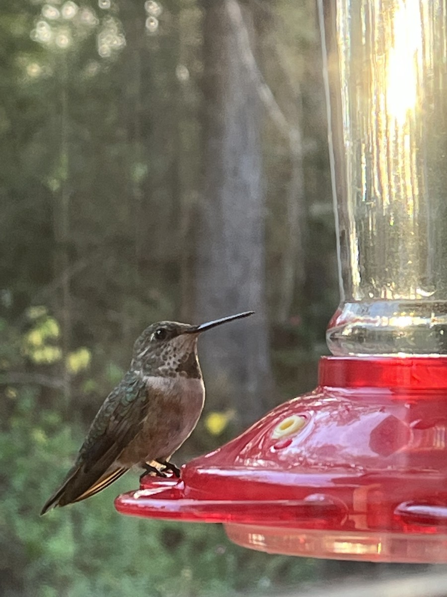 Colibrí Rufo - ML511191471