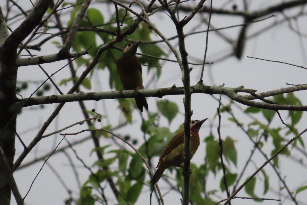 Spot-breasted Woodpecker - David Brinkman