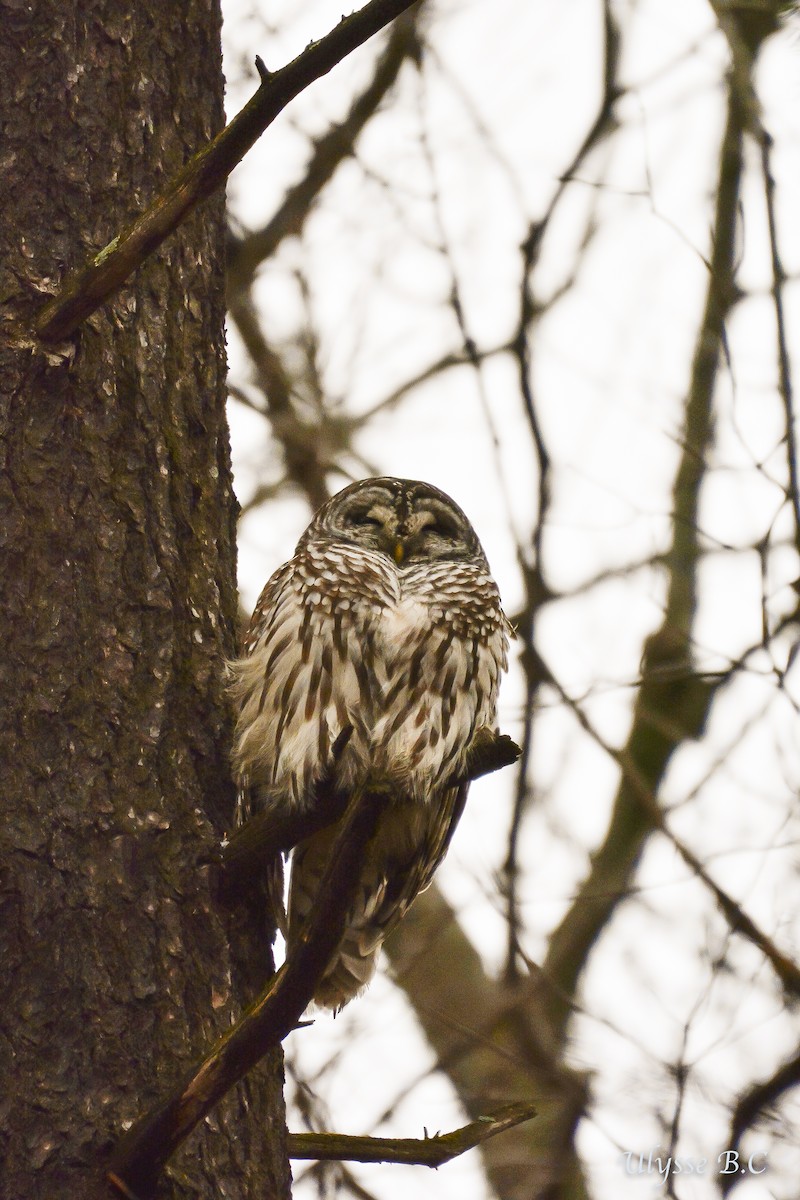 Barred Owl - Ulysse Brault-Champion