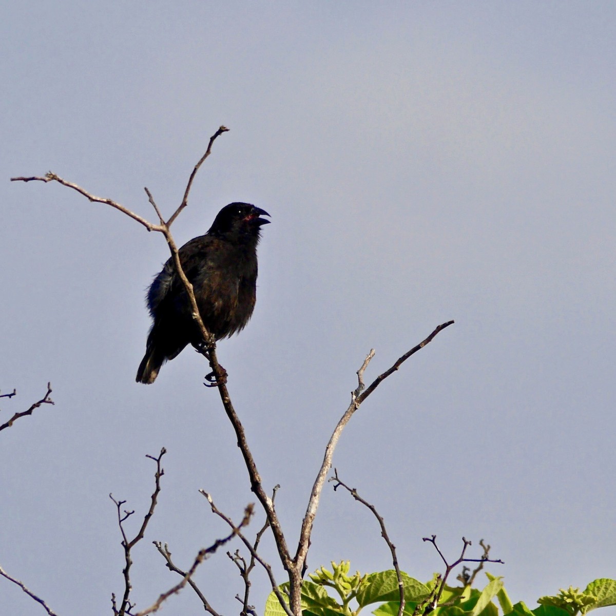 Sharp-beaked Ground-Finch - ML511200001