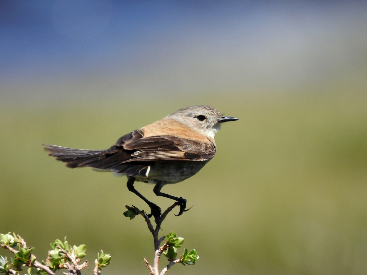 Patagoniensporntyrann - ML511201181