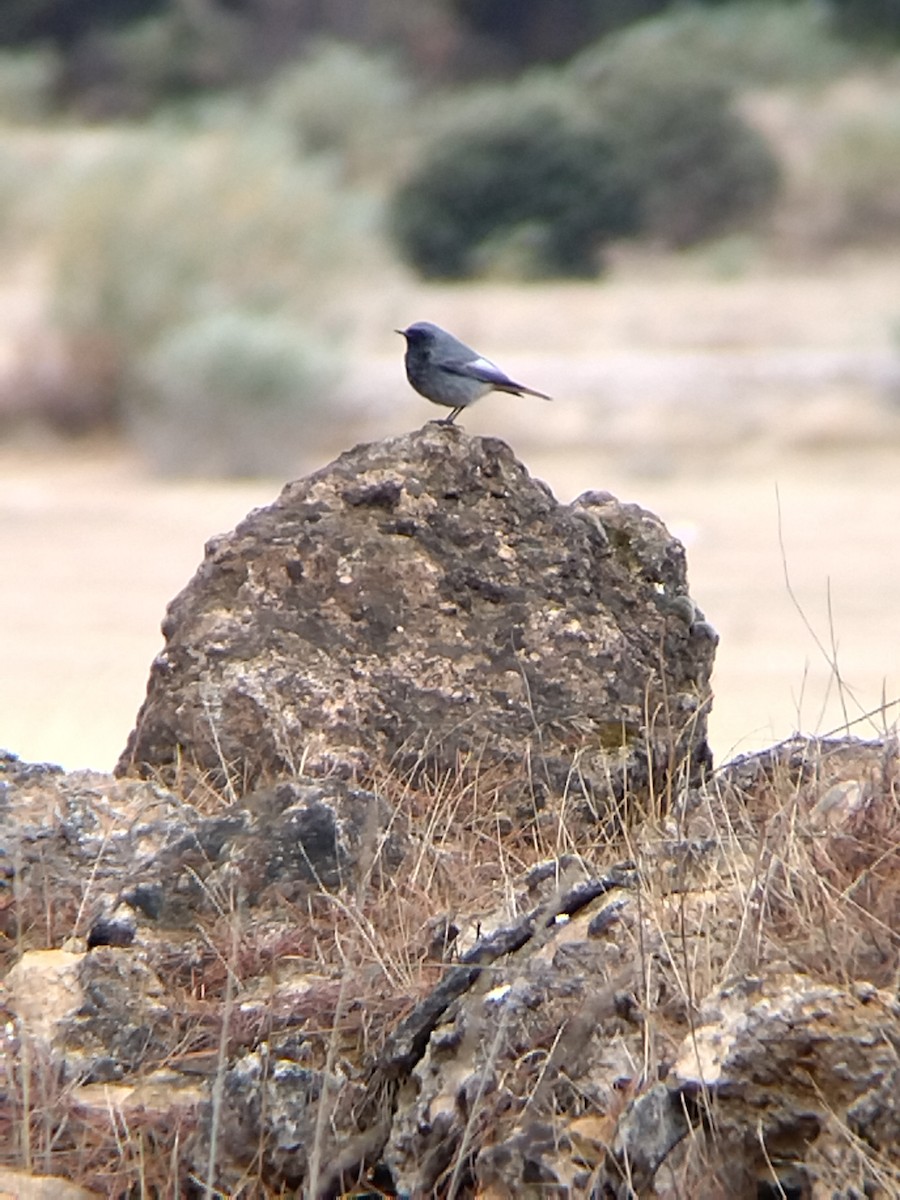 Black Redstart - ML511202051